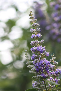 Vitex Vivero Growers Nursery Austin