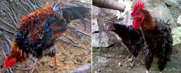 13+ Mewarnai Burung Dan Bunga