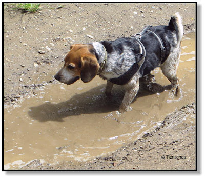 Wellness für den Hund