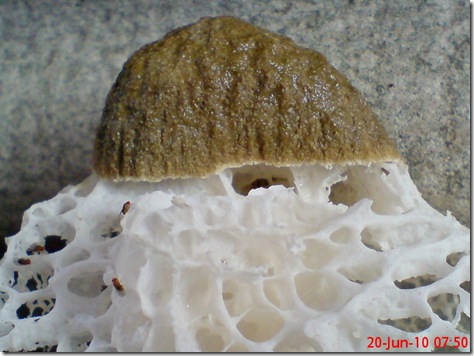 weird mushroom 15
