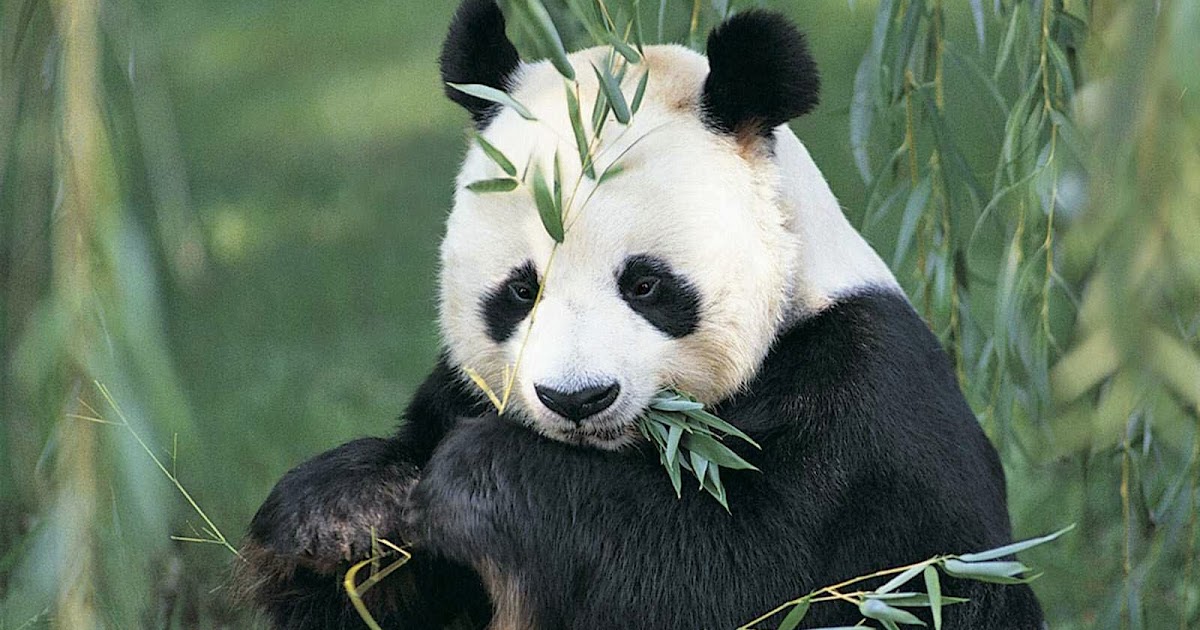  Gambar  Foto Hewan gambar  hewan panda  dan asalnya