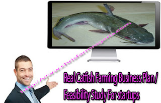 Classic Fish Farming Business Plans And Feasibility Study