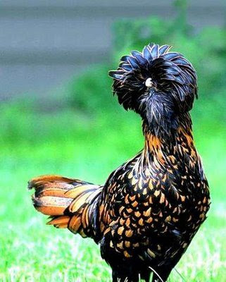 real or fake hen