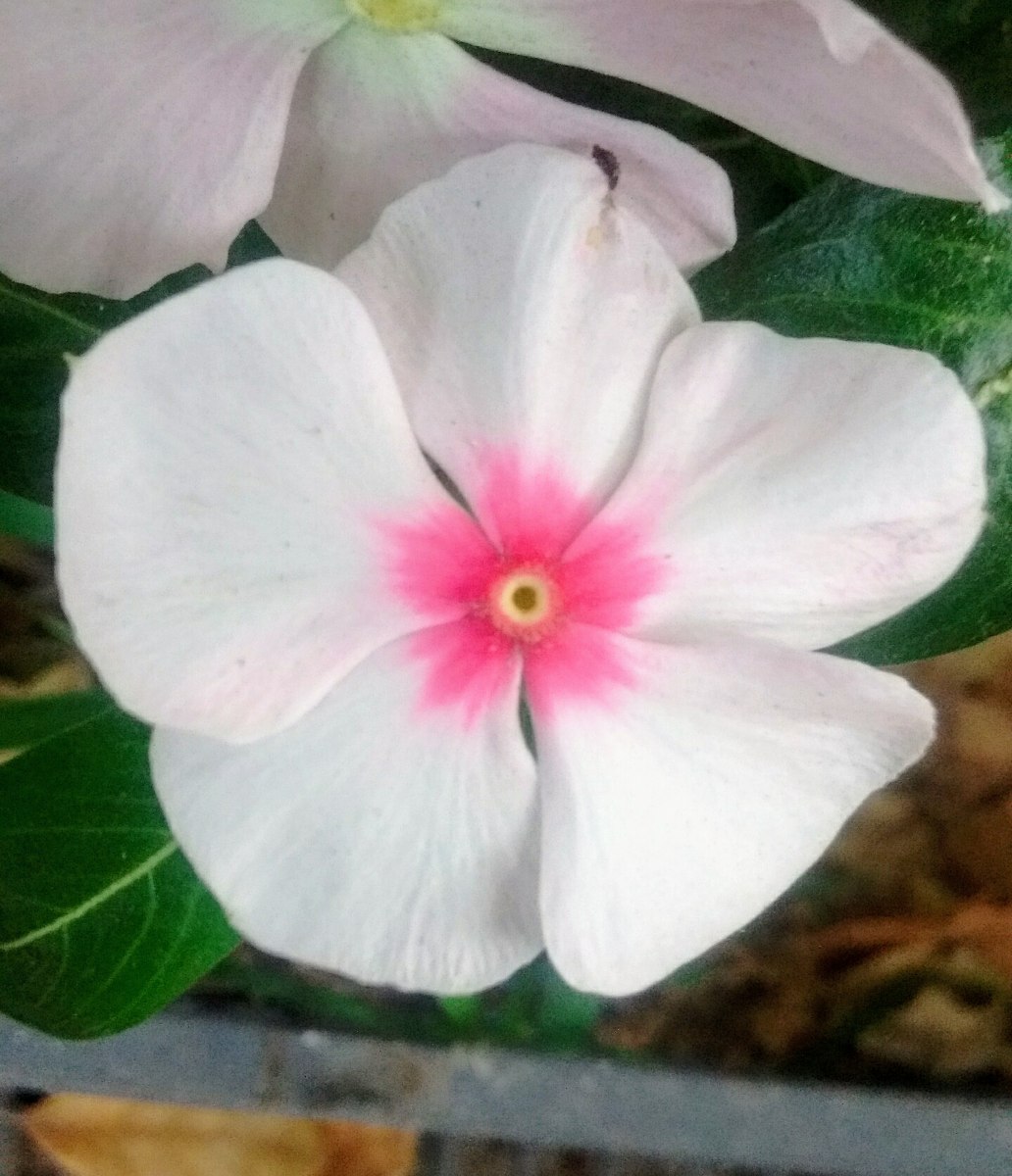 Flores de vinca