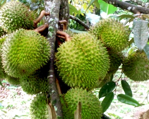 Cara Sukses Budidaya Buah Durian