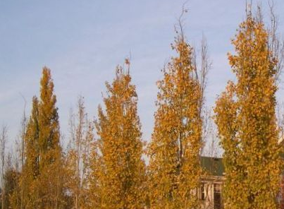 Swedish Columnar Aspen tree Pros and Cons