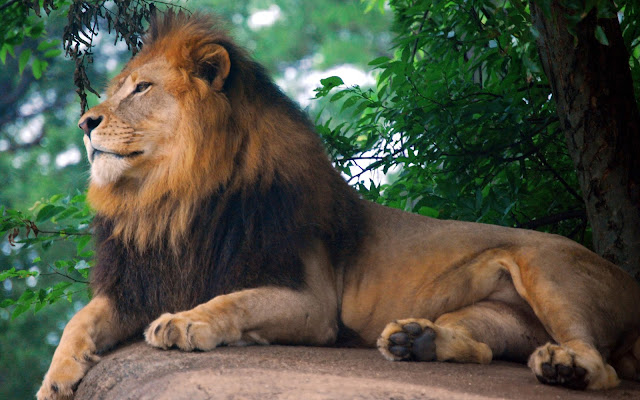 Lion king of the jungle HD Wallpaper | Desktop Wallpapers