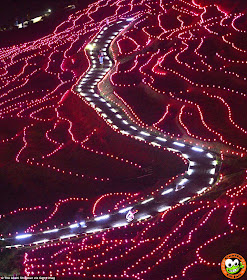 Wow! Sawah di Jepang Dihiasi 20.000 Lampu LED 