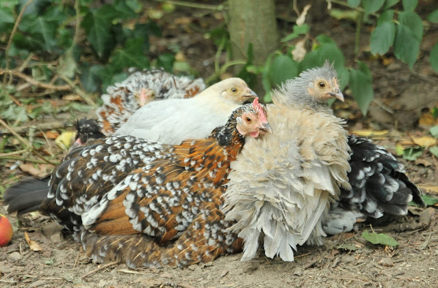 Mother Hen and Chicks - Organic Forest Garden