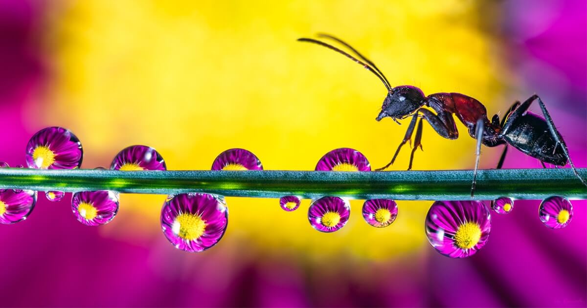 Macro Photographs Of Water Droplets Show Nature's Overlooked Beauty