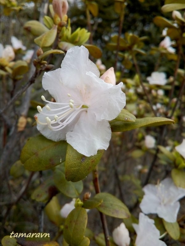 Рододендрон остроконечный (Rhododendron mucronulatum)