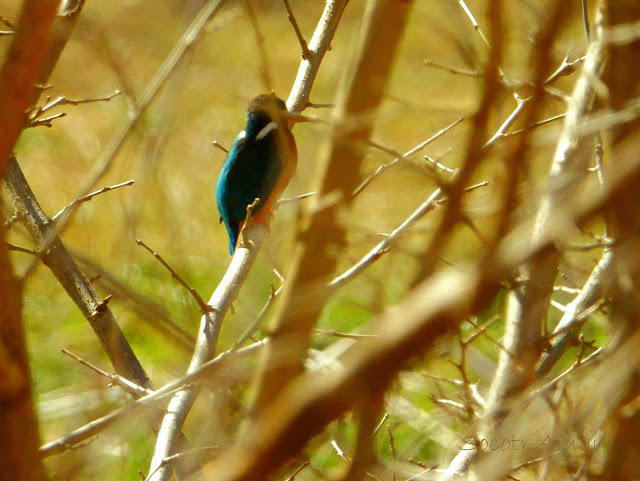 Alcedo atthis