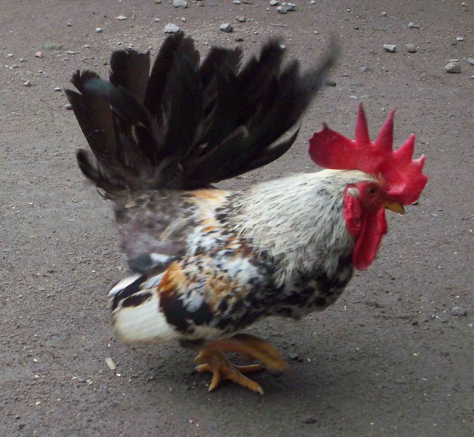 Foto Ayam Hias Ayam Kate - gambar dan foto