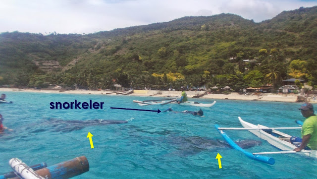 view of snorkelers on the water with two whalesharks with the beach in the background in oslob cebu