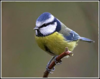 Pretty British Birds