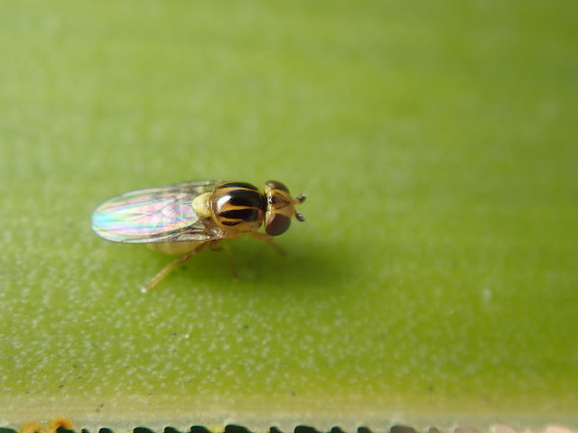 Thaumatomyia notata