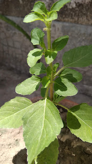  Holy Basil or Tulsi plant uses to our health, that cured many types of diseases