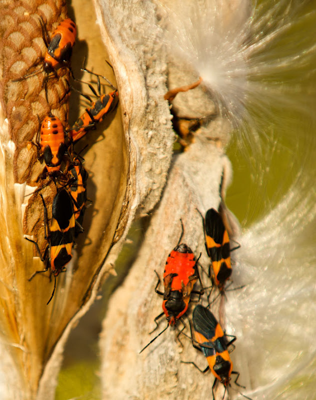 Another view of our adult Milkweed bug's shriveled wings.