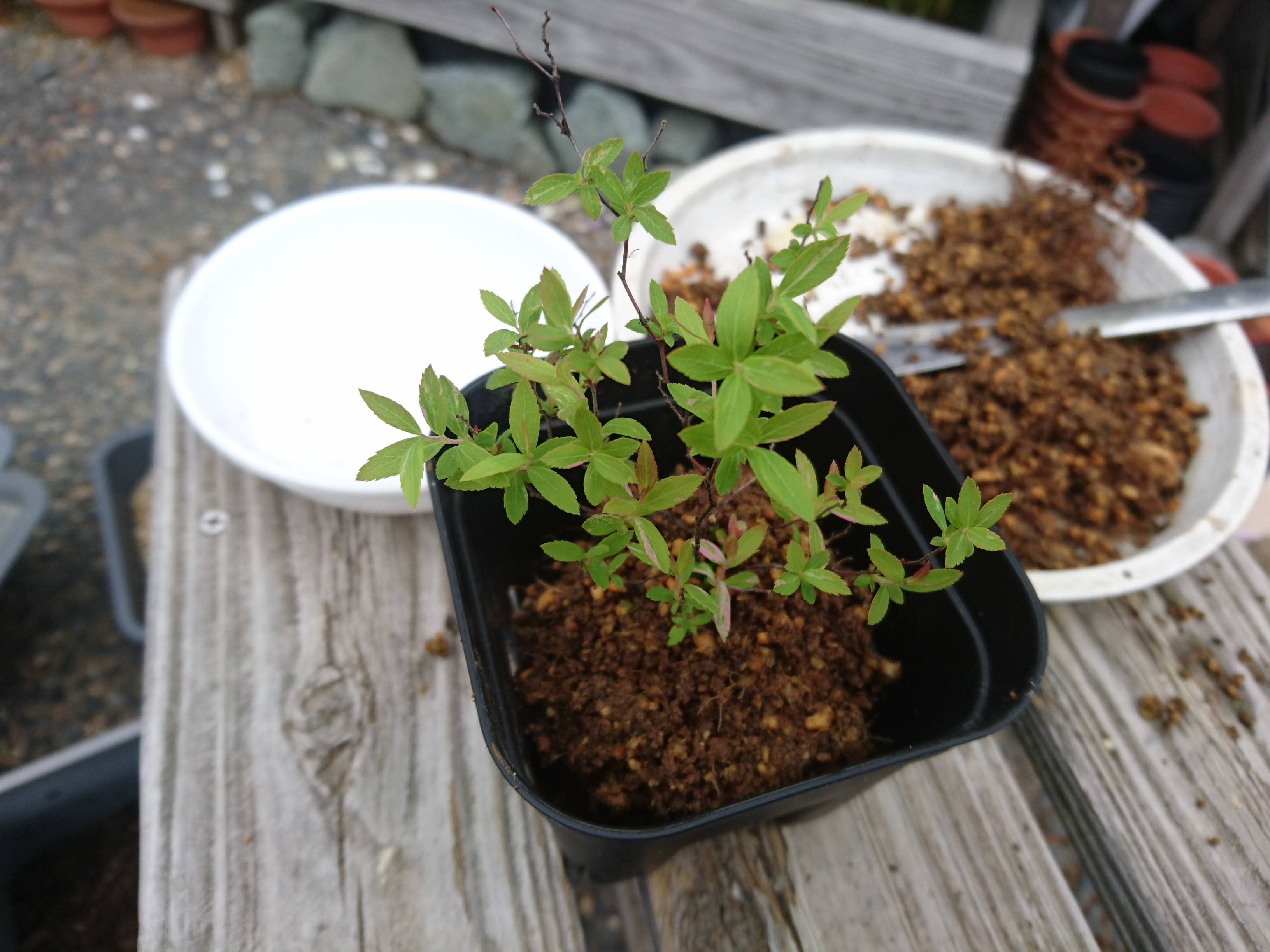 ユキヤナギ 雪柳 の育て方 小さな鉢植えのミニ盆栽で春に美しい小さな白い花を楽しむ メダカの大工