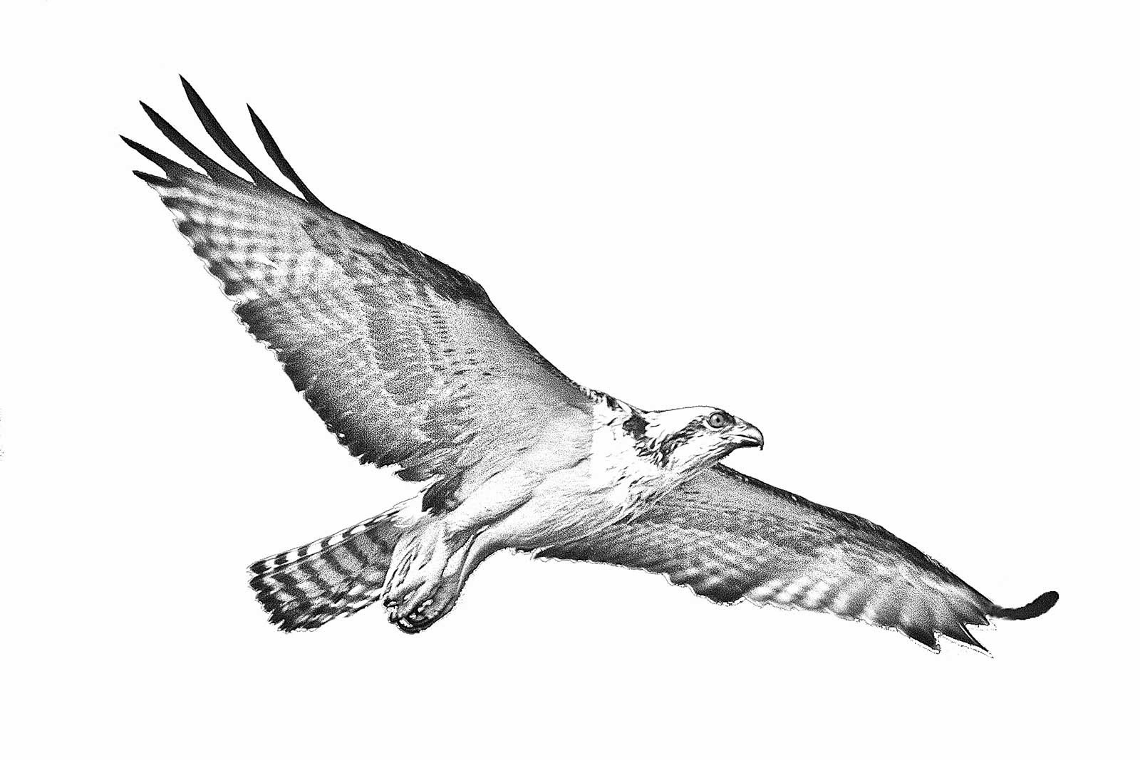 Download Related Keywords & Suggestions for osprey drawing