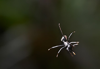 hewan-terbang-GLIDING-LIZARD