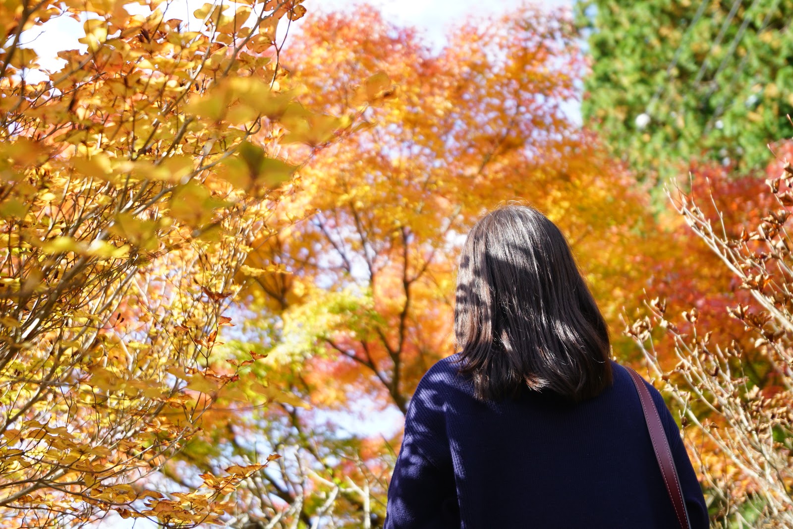 東京 箱根 長安寺賞楓 五百羅漢笑看人生百態 文迪 漫遊 慢生活
