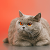 How about "The Royal Feline: A Comprehensive Guide to British Shorthair Cats"?