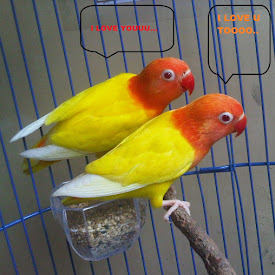 Sejarah Dan Asal Permintaan Burung Lovebird