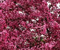 Prairie fire crabapple tree Pros and Cons, Growth rate, Care, Problems