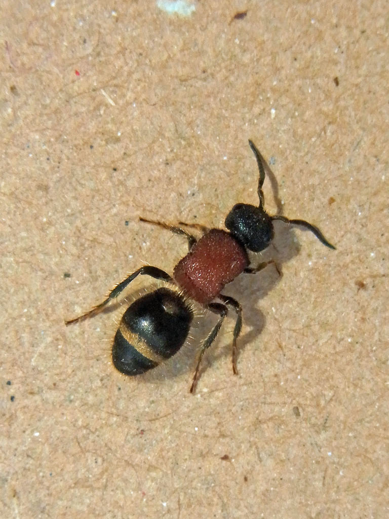Yamasanae ムネアカアリバチ 胸赤蟻蜂