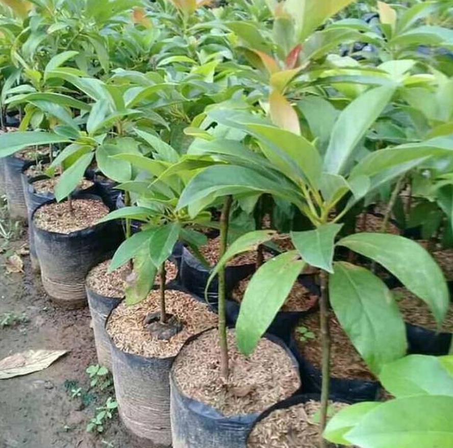 bibit alpukat pluwang tanaman harga grosir Raijua