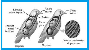 SISTEM PERNAPASAN PADA BURUNG REPTIL  MAMALIA 