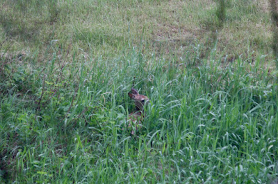 see the fawn in the tall grass?