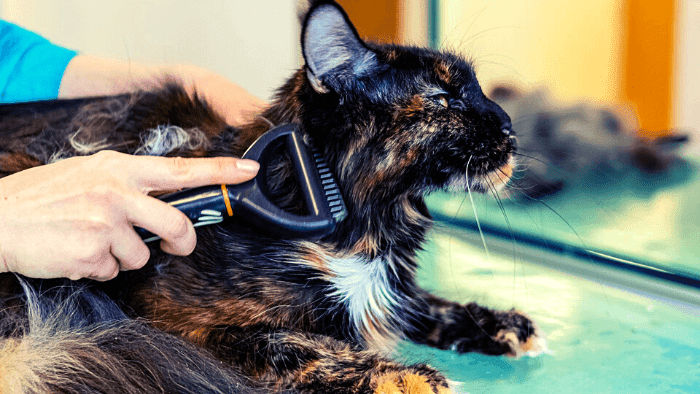 cats,love cats groomer,how to groom a cat,cat groomer,how to groom,cat groom,how to groom a dog,healthy cats,pet groomer,safest way to groom,longhaired cats,how to groom cats,learn to groom cats,groomer,my favorite groomer,master cat groomer,cats groom then fight,why cats groom humans,why cats groom people,best groomer,why cats groom themselves,why do cats groom then bite,fort worth groomer,maine coon cats,grooming cats,cats grooming