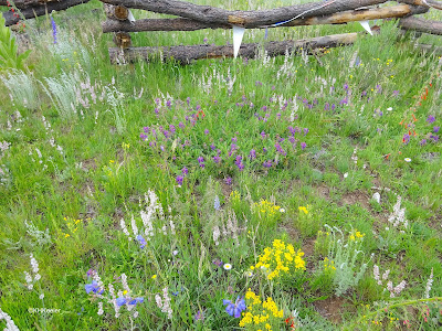 wildflower field, northern New Mexico