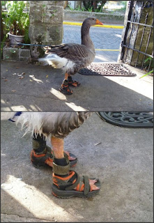 goose with sandals