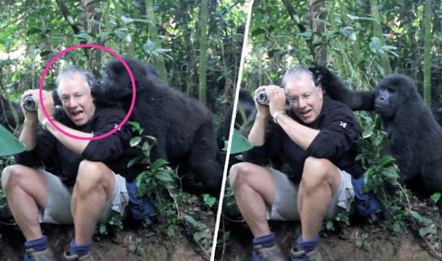 Sekumpulan gorila mendekati lelaki ini dan mula bermain rambut serta menciumnya. Lihat reaksi wajahnya yang takut itu