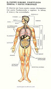 LOS HUESOS Y EL ESQUELETOERASE UNA VEZ EL CUERPO HUMANO