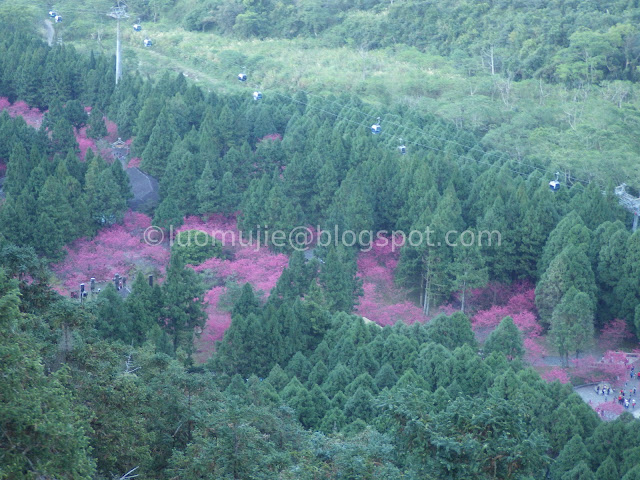 Formosan Aboriginal Culture Village cherry blossom