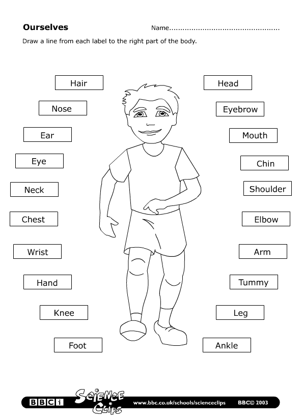 PARTS OF THE BODY WORKSHEET | learningenglish-esl