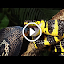 World’s Longest Venomous Snake Devours Unexpected Prey