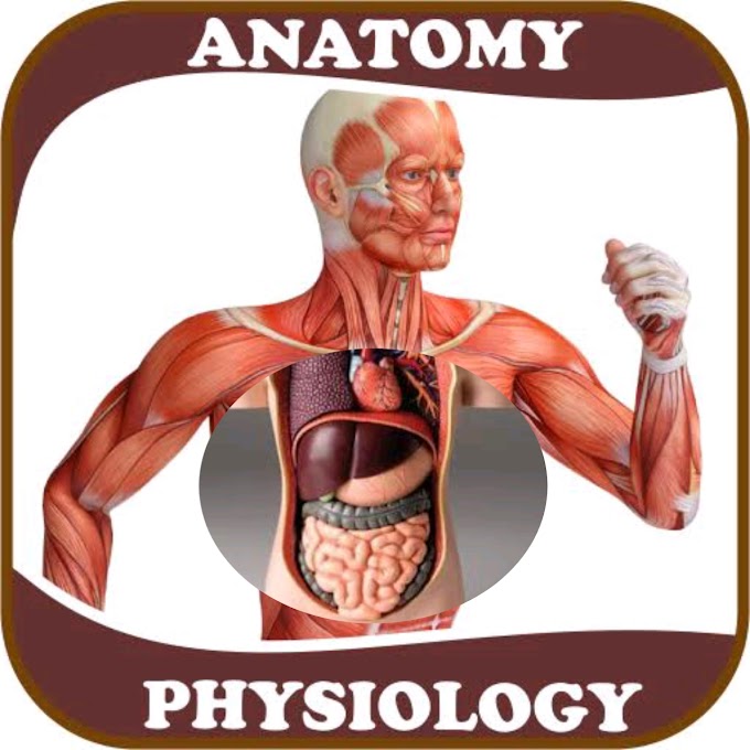 Effectively study anatomy and physiology|kylie huddleston