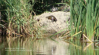 Emys orbicularis orbicularis DSC89882