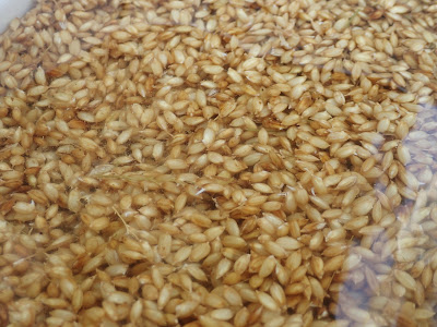 お米（ハッピーヒル）の種籾