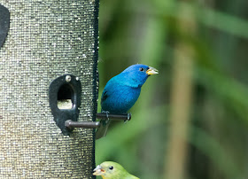 Indigo Bunting - Felts Audubon Preserve, Florida