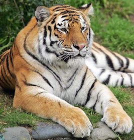 Harimau