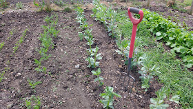 allotment growing in May