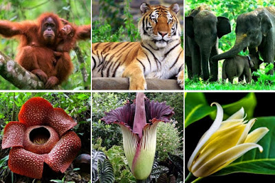 Download 880 Koleksi Gambar Flora Dan Fauna Endemik Negara Asia Tenggara Paling Baru HD