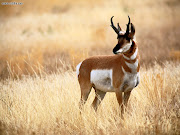 Natural Wild Life . Antelope . Antelope is a term referring to many . (pronghorn antelope yellowstone national park wyoming)