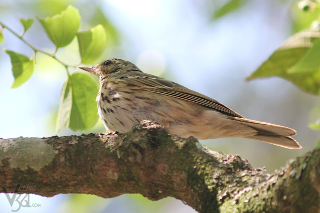 Tree Pipit